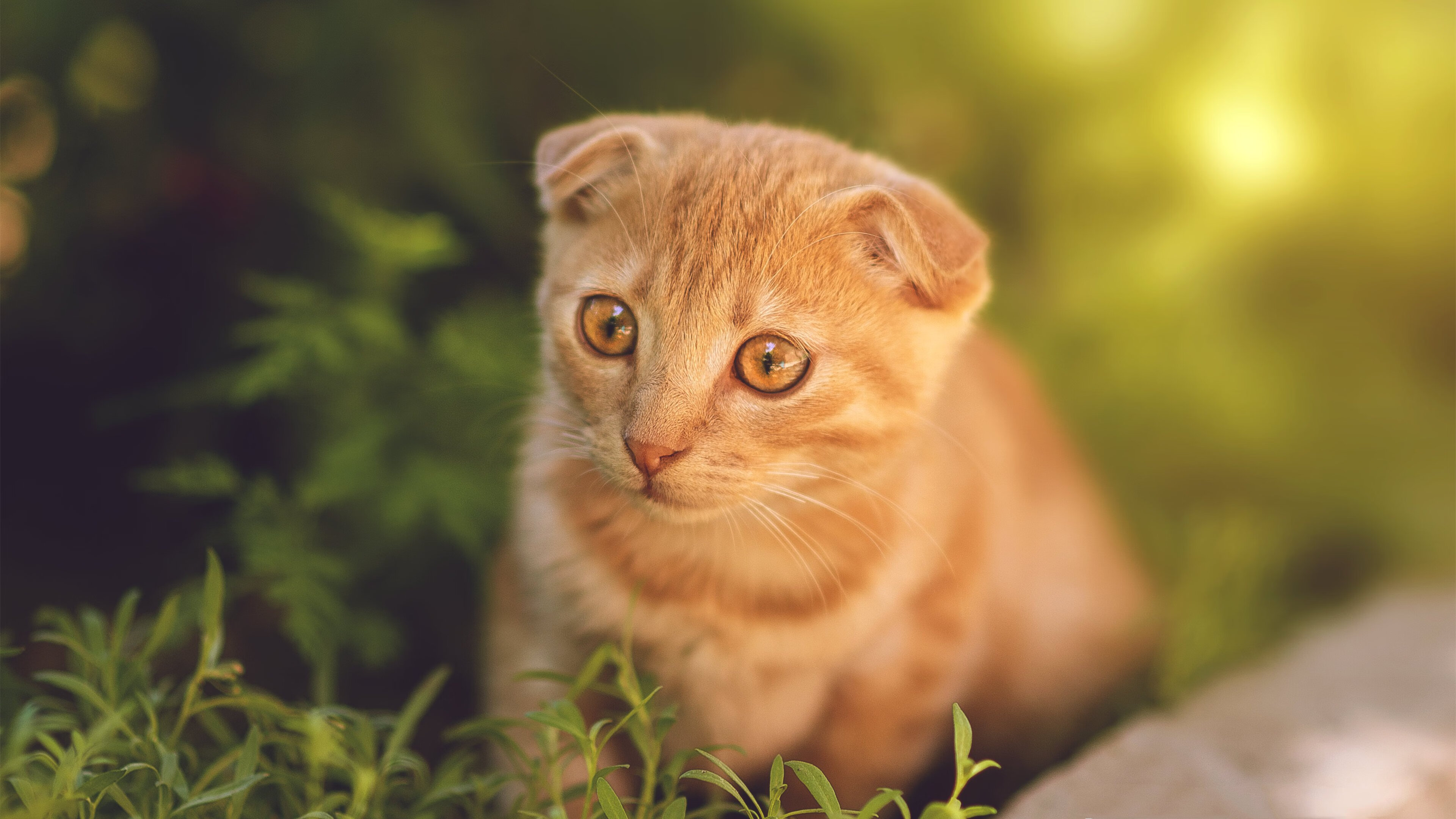 Kering-哥伦比亚马术协会举办“Sinjska Alka”文化交流活动，促进传统文化传承。