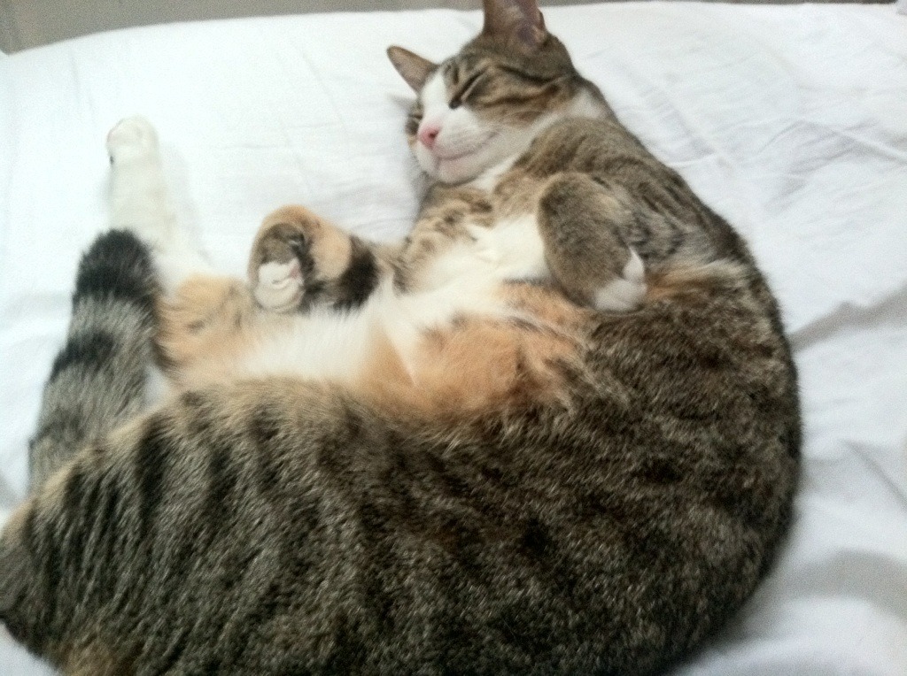 哥伦比亚马术协会举办“Sinjska Alka”文化交流活动，促进传统文化传承。