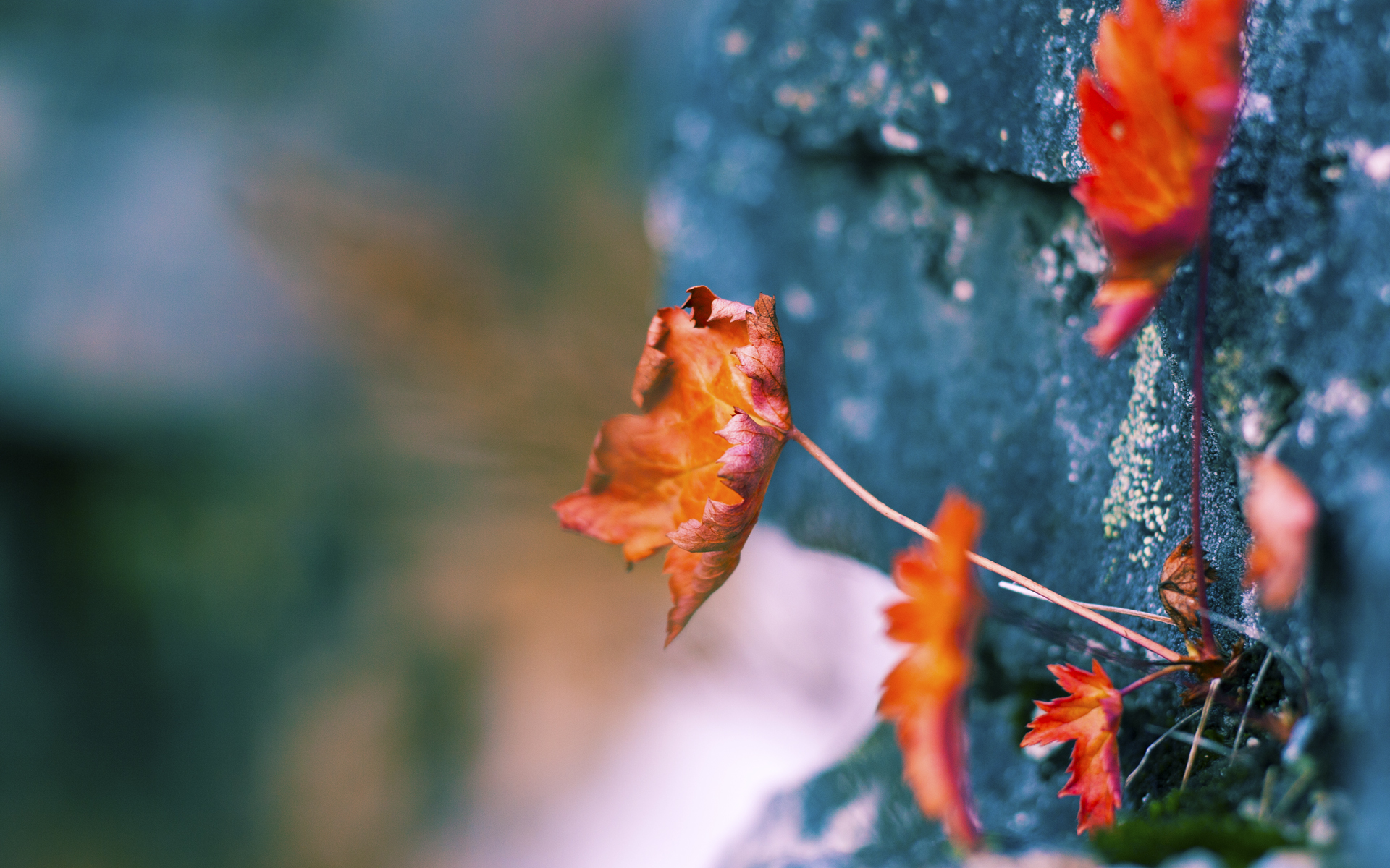 圣吉卢瓦联队有望结束90年的联赛冠军荒。，圣吉尔联