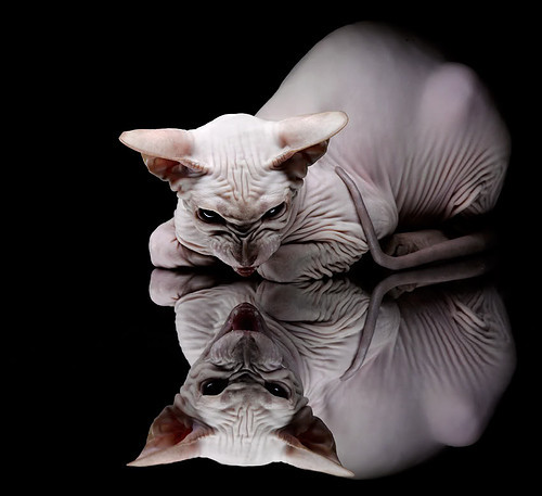 kaiyun官方入口登录-德国骑手弗洛尔·德·温内在2024年欧洲三项赛锦标赛中以“Thunder”马匹获得个人铜牌，表现出色。